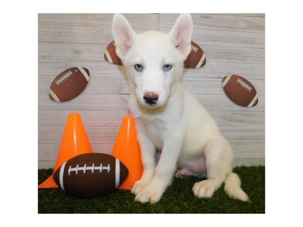 Siberian Husky-DOG-Male-White-959-Petland Grove City & Columbus, Ohio