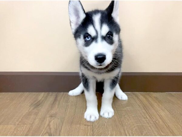 Siberian Husky DOG Female Black & White 960 Petland Grove City & Columbus, Ohio