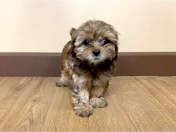 Shih-Poo DOG Female 958 Petland Grove City & Columbus, Ohio