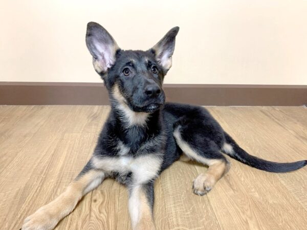 German Shepherd DOG Female Black Tan 943 Petland Grove City & Columbus, Ohio