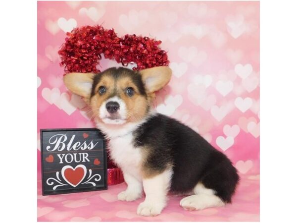 Pembroke Welsh Corgi-DOG-Male-Black White / Tan-968-Petland Grove City