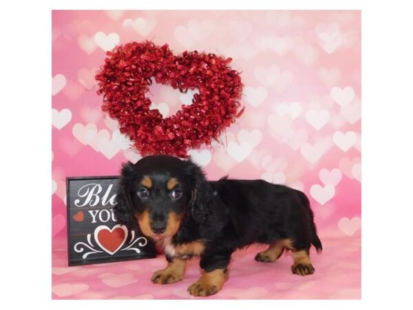 Dachshund DOG Male Black / Tan 969 Petland Grove City & Columbus, Ohio