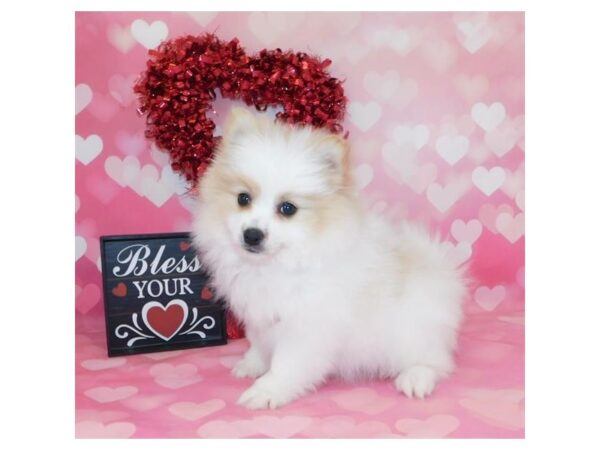 Pomeranian DOG Male Cream / White 970 Petland Grove City & Columbus, Ohio