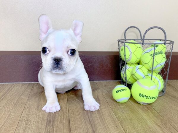 French Bulldog DOG Male Fawn/ Cream 962 Petland Grove City & Columbus, Ohio