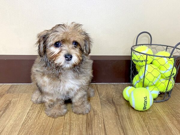 Yorkiepoo DOG Female Red Merle 966 Petland Grove City & Columbus, Ohio