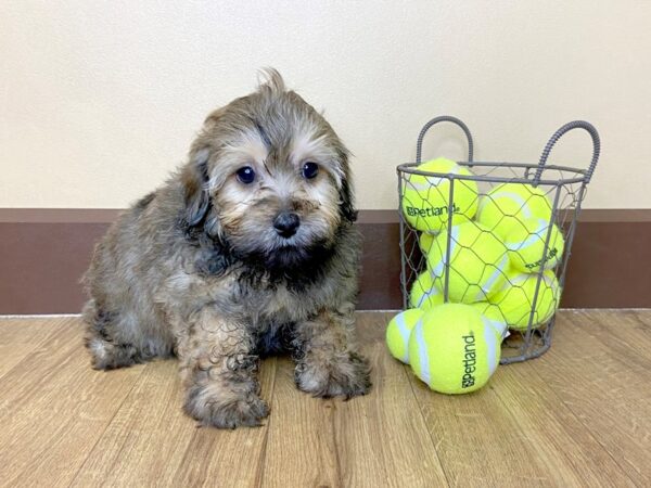 Yorkiepoo DOG Male Gold 965 Petland Grove City & Columbus, Ohio