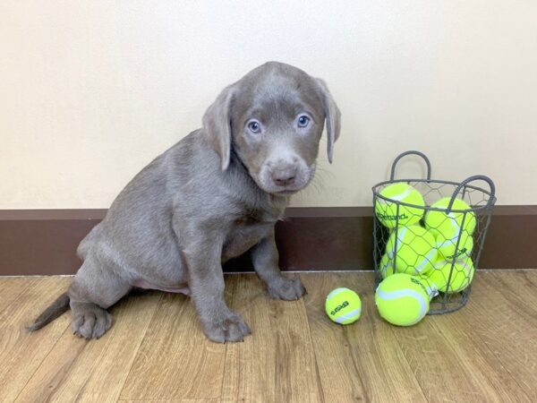 Labrador Retriever DOG Male Silver 964 Petland Grove City & Columbus, Ohio