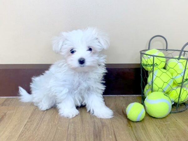 Maltese-DOG-Male-White-963-Petland Grove City & Columbus, Ohio