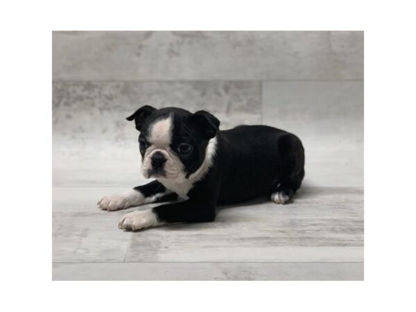 Boston Terrier-DOG-Male-Black / White-973-Petland Grove City