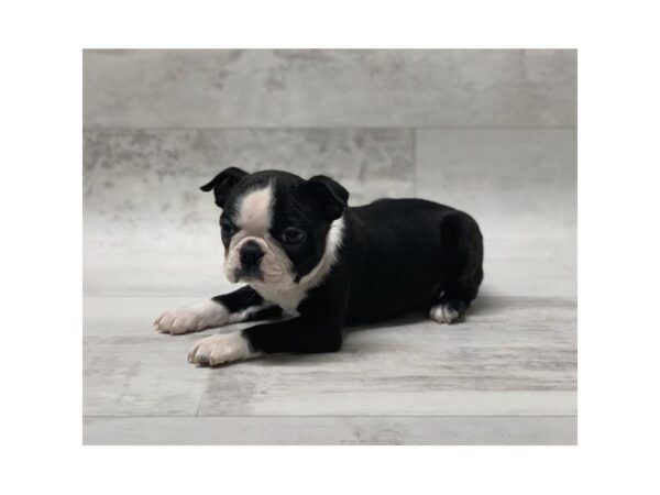 Boston Terrier-DOG-Male-Black / White-973-Petland Grove City & Columbus, Ohio