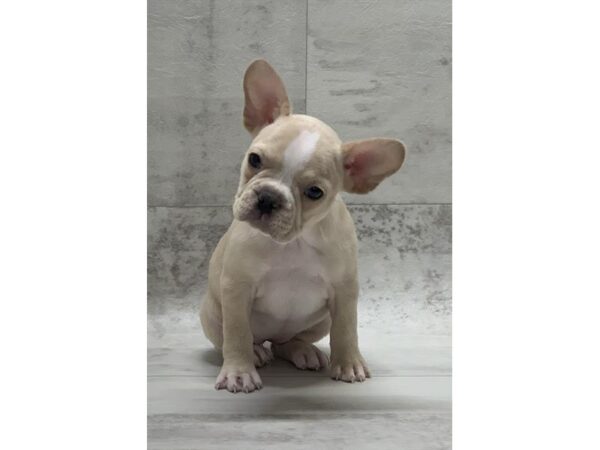 French Bulldog DOG Female Cream 974 Petland Grove City & Columbus, Ohio