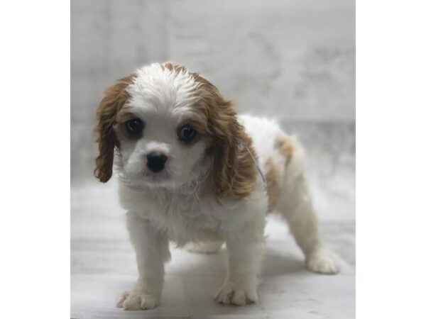 Cavalier King Charles Spaniel DOG Female Blenheim 975 Petland Grove City & Columbus, Ohio