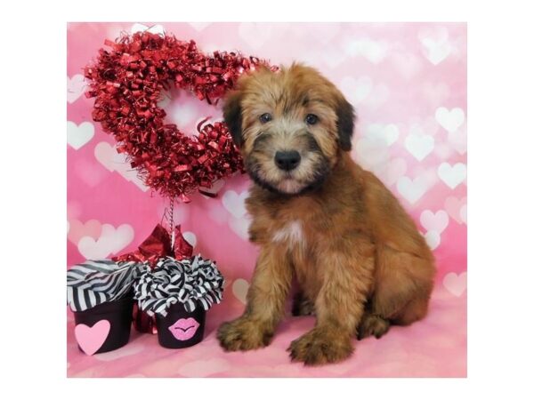 Soft Coated Wheaten Terrier DOG Male Wheaten 976 Petland Grove City & Columbus, Ohio