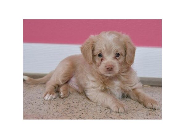 Labrador Retriever/Poodle DOG Male Cream 980 Petland Grove City