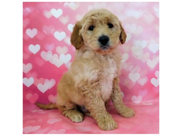 Goldendoodle DOG Male Golden 977 Petland Grove City & Columbus, Ohio