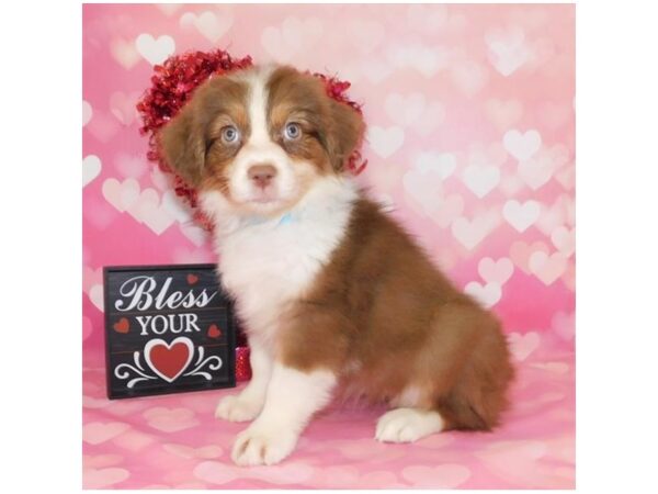 Australian Shepherd DOG Female Red 978 Petland Grove City & Columbus, Ohio