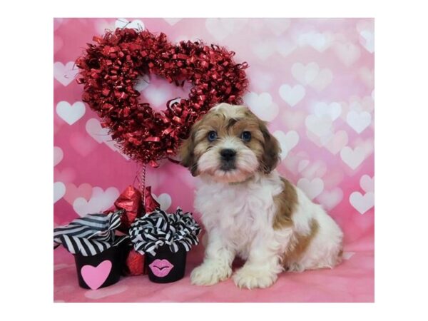 Cocker Spaniel/Bichon Frise-DOG-Female-Gold / White-979-Petland Grove City & Columbus, Ohio