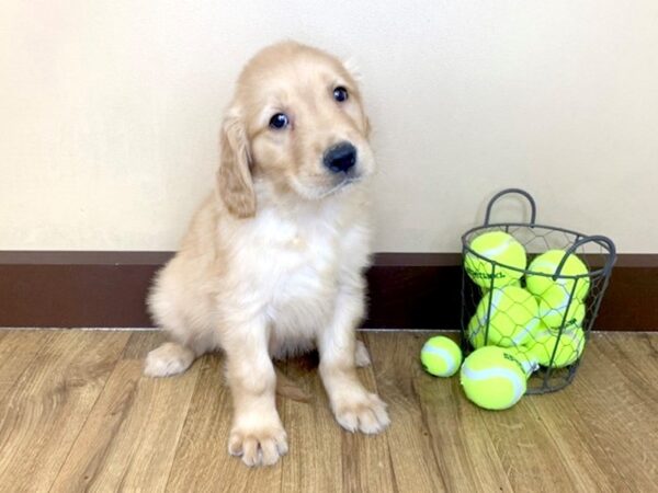 Golden Retriever DOG Female Golden 972 Petland Grove City & Columbus, Ohio