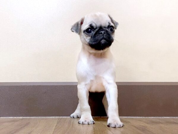 Pug-DOG-Female-Fawn-971-Petland Grove City