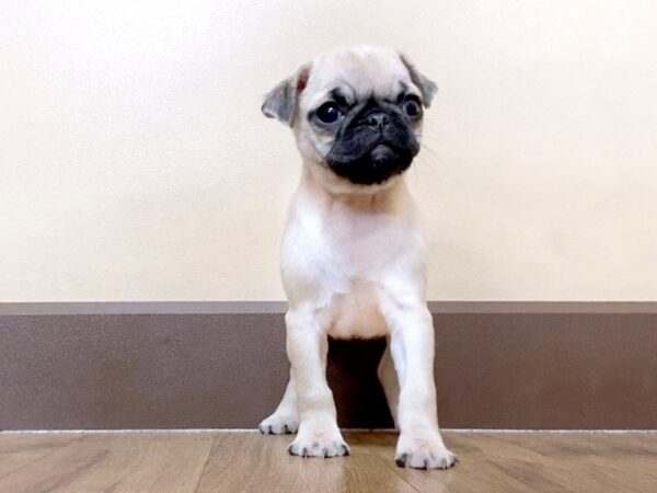 Pug-DOG-Female-Fawn-971-Petland Grove City & Columbus, Ohio