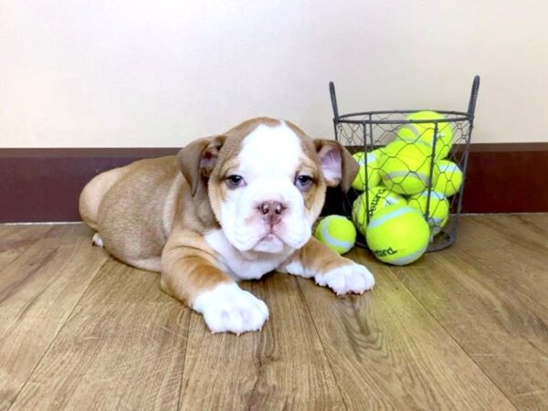 English Bulldog-DOG-Male-Chocolate Fawn-981-Petland Grove City & Columbus, Ohio