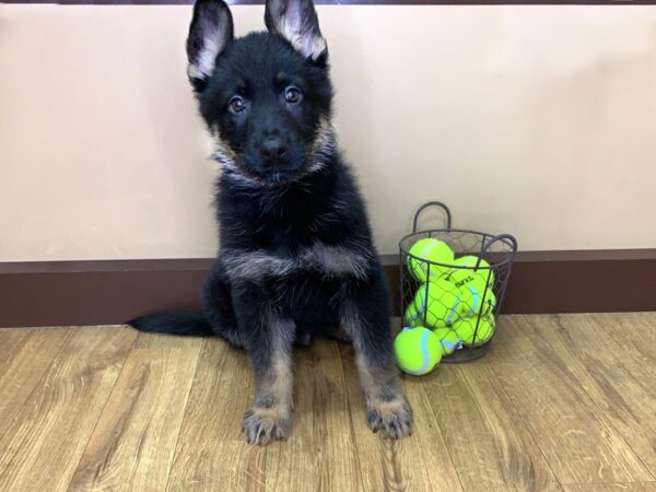 German Shepherd DOG Male Black and tan 982 Petland Grove City & Columbus, Ohio