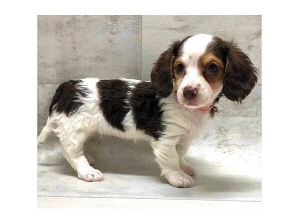 Dachshund-DOG-Female-Chocolate / Tan-983-Petland Grove City & Columbus, Ohio