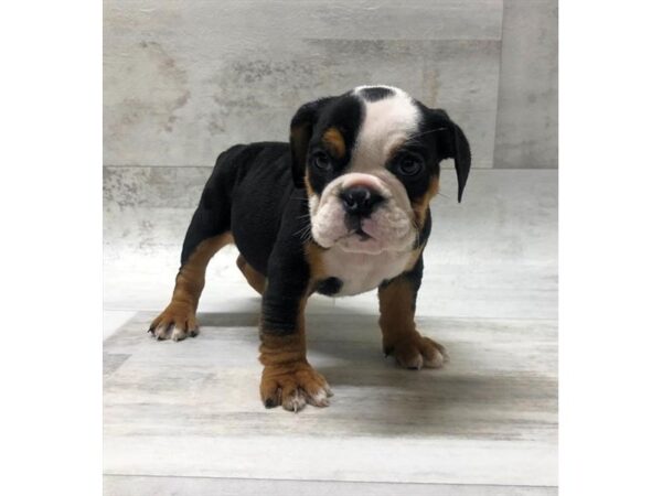 Bulldog DOG Female Black Tan / White 985 Petland Grove City & Columbus, Ohio