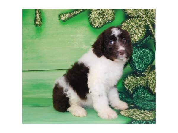 Aussiedoodle DOG Female Chocolate 986 Petland Grove City & Columbus, Ohio