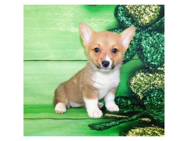 Pembroke Welsh Corgi DOG Female Sable / White 987 Petland Grove City & Columbus, Ohio