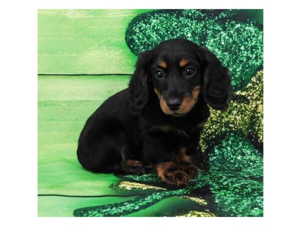 Dachshund-DOG-Female-Black / Tan-988-Petland Grove City