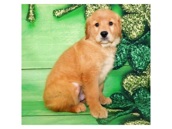 Golden Retriever DOG Male Golden 989 Petland Grove City & Columbus, Ohio