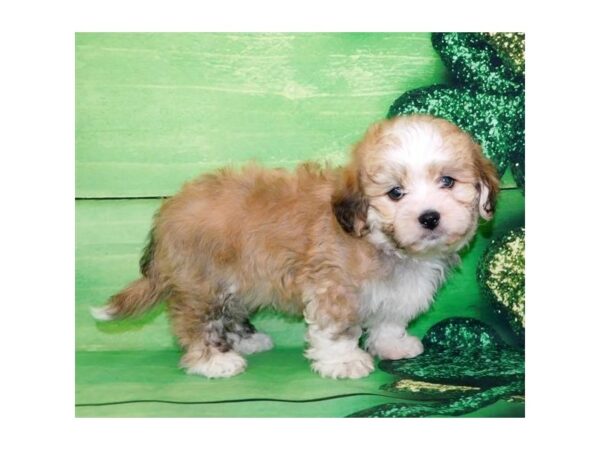 Lhasa Apso/Bichon Frise-DOG-Male-Golden-990-Petland Grove City & Columbus, Ohio