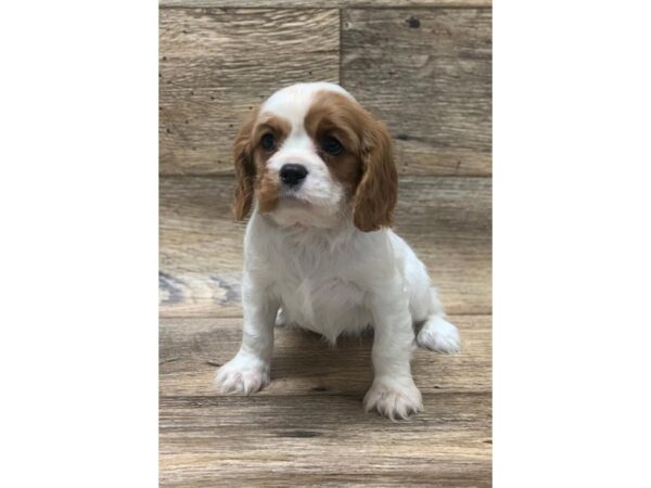 Cavalier King Charles Spaniel-DOG-Female-Blenheim-991-Petland Grove City