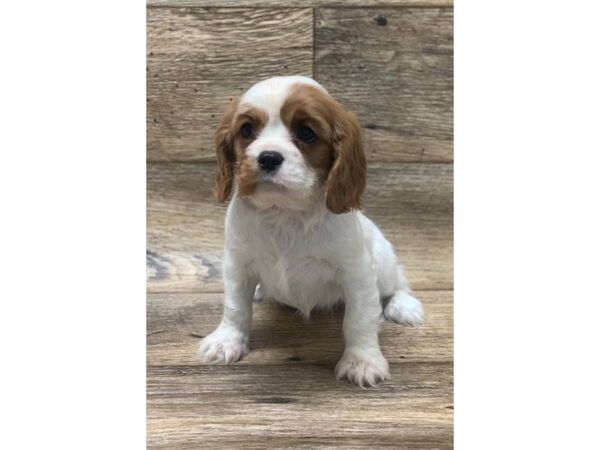 Cavalier King Charles Spaniel DOG Female Blenheim 991 Petland Grove City & Columbus, Ohio