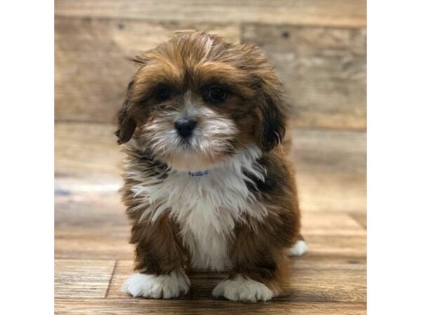 Lhasa Apso-DOG-Female-Red-992-Petland Grove City & Columbus, Ohio