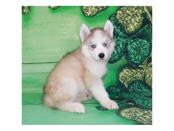 Siberian Husky DOG Male Gray / White 993 Petland Grove City & Columbus, Ohio