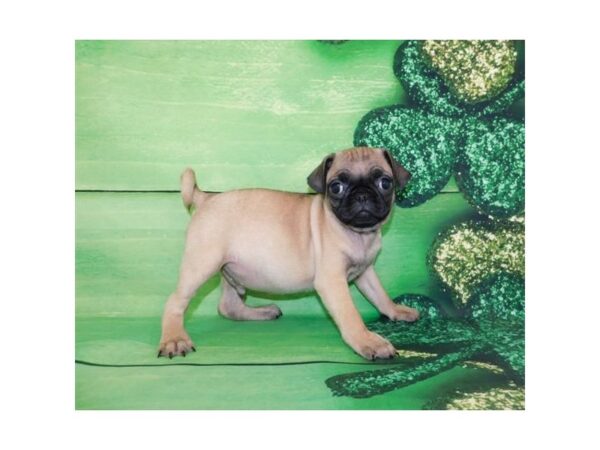 Pug DOG Male Fawn 994 Petland Grove City & Columbus, Ohio