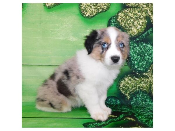 Miniature American Shepherd-DOG-Male-Blue Merle-995-Petland Grove City & Columbus, Ohio