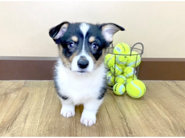 Pembroke Welsh Corgi DOG Male Tri 999 Petland Grove City & Columbus, Ohio