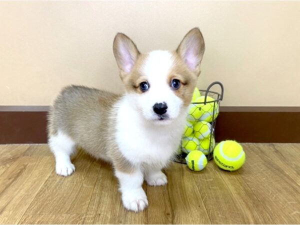 Pembroke Welsh Corgi DOG Male Sable 998 Petland Grove City