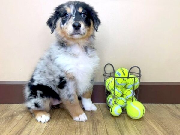 Mini Aussie DOG Female BLUE MERLE 997 Petland Grove City & Columbus, Ohio