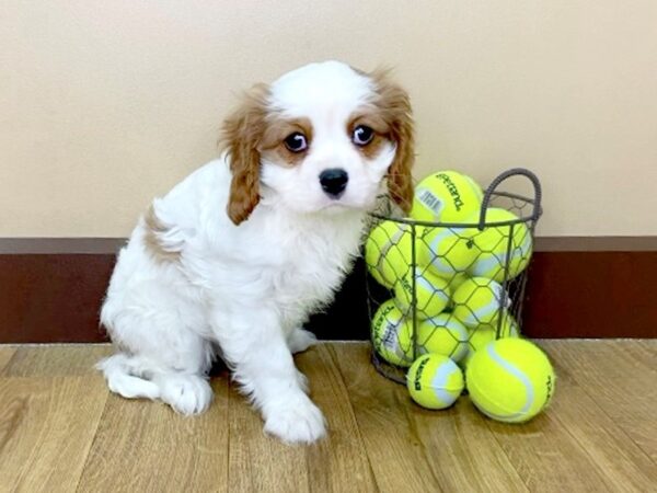 Cavalier King Charles Spaniel-DOG-Male-BLENHEIM-996-Petland Grove City