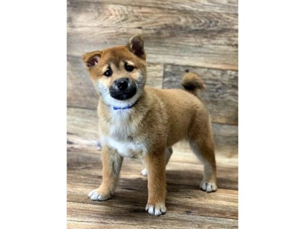 Shiba Inu DOG Female Red Sesame 1001 Petland Grove City & Columbus, Ohio