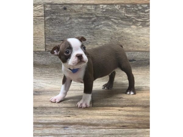 Boston Terrier-DOG-Female-Seal / White-1003-Petland Grove City