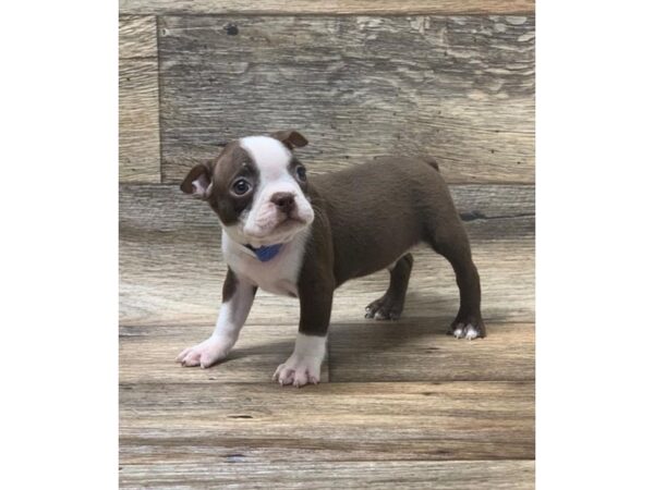 Boston Terrier DOG Female Seal / White 1003 Petland Grove City & Columbus, Ohio