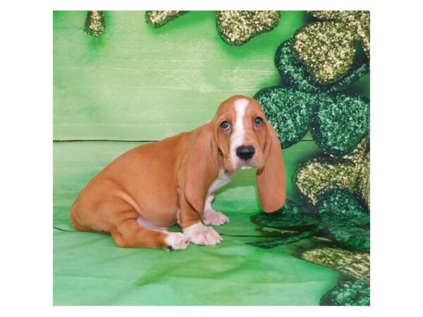 Red and white sales basset hound puppies