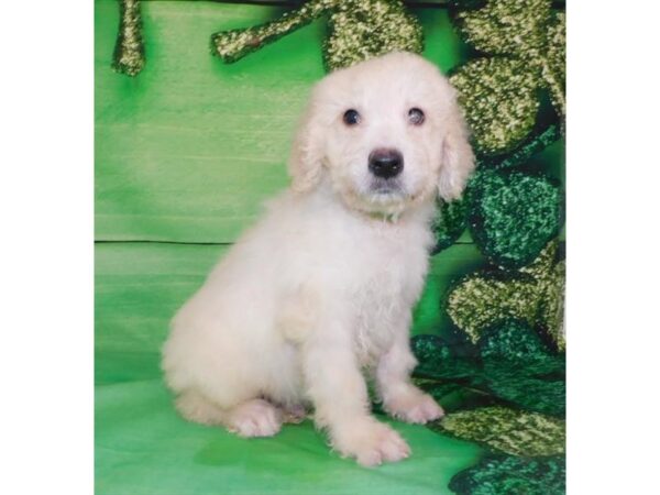 Poodle/Goldendoodle DOG Male Cream 1005 Petland Grove City & Columbus, Ohio