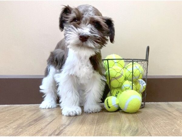 Miniature Schnauzer DOG Male Liver/ White 1000 Petland Grove City & Columbus, Ohio