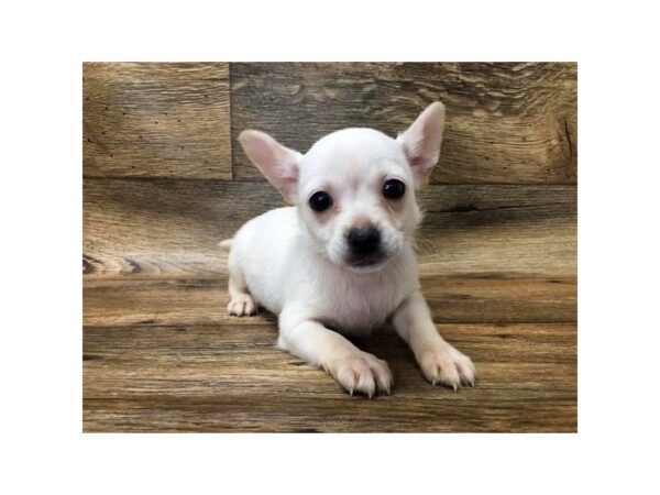 Chihuahua-DOG-Female-Cream-1007-Petland Grove City & Columbus, Ohio